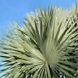 Saw palmetto (Serenoa repens [Bartram] Small)