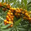 Sea buckthorn (Hippophae rhamnoides)