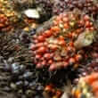 Palmoil