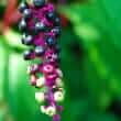 Pokeweed (Phytolacca americana)