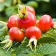 Rosehip