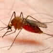 Malaria