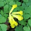 Corydalis (Corydalis yanhusuo, Corydalis spp.)